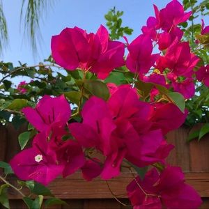 Meet your Posher, Jayda